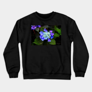 Close-up of a hydrangea with blue buds and flowers as well as green foliage Crewneck Sweatshirt